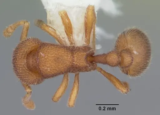 Rostromyrmex pasohensis specimen CASENT0106221 image casent0106221_1
