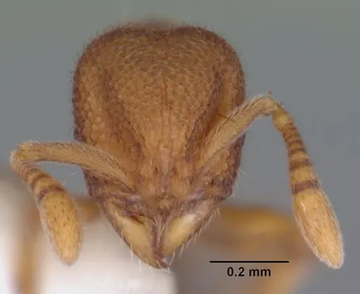 Rostromyrmex pasohensis specimen CASENT0106221 image casent0106221_2