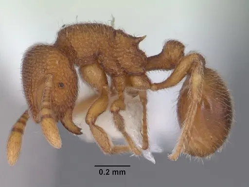 Rostromyrmex pasohensis specimen CASENT0106221 image casent0106221_3