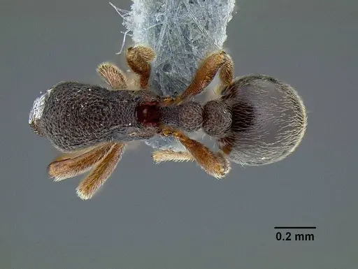 Rostromyrmex pasohensis specimen CASENT0106343 image casent0106343_1