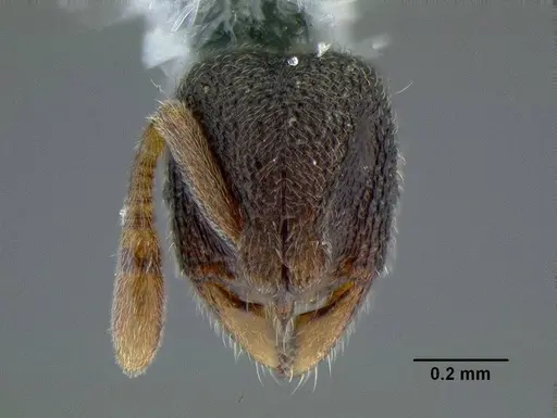 Rostromyrmex pasohensis specimen CASENT0106343 image casent0106343_2