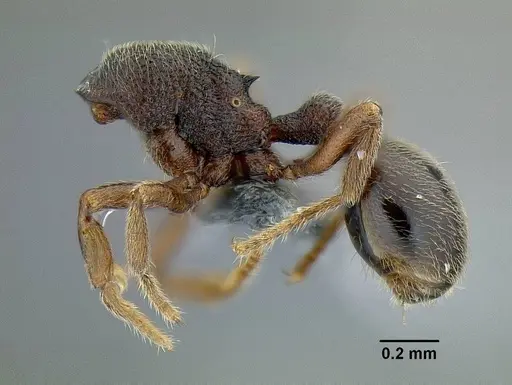 Rostromyrmex pasohensis specimen CASENT0106343 image casent0106343_3