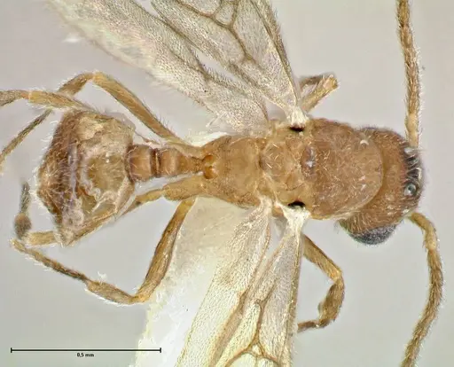 Rostromyrmex pasohensis specimen FOCOL2979 image focol2979_1