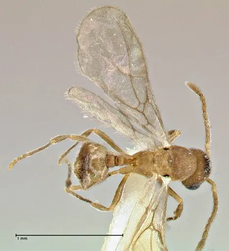 Rostromyrmex pasohensis specimen FOCOL2979 image focol2979_2