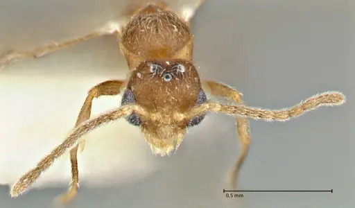 Rostromyrmex pasohensis specimen FOCOL2979 image focol2979_3