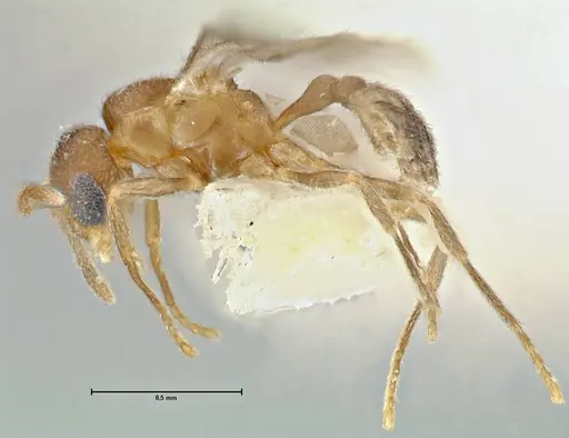 Rostromyrmex pasohensis specimen FOCOL2979 image focol2979_4