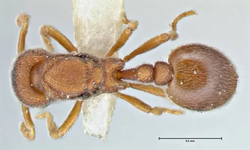 Rostromyrmex pasohensis specimen FOCOL2980 image focol2980_1