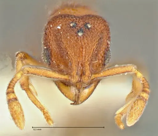 Rostromyrmex pasohensis specimen FOCOL2980 image focol2980_2