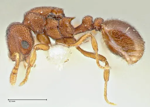 Rostromyrmex pasohensis specimen FOCOL2980 image focol2980_3