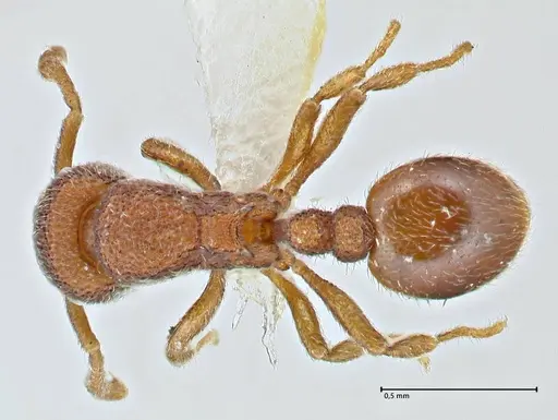 Rostromyrmex pasohensis specimen FOCOL2981 image focol2981_1