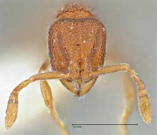 Rostromyrmex pasohensis specimen FOCOL2981 image focol2981_2