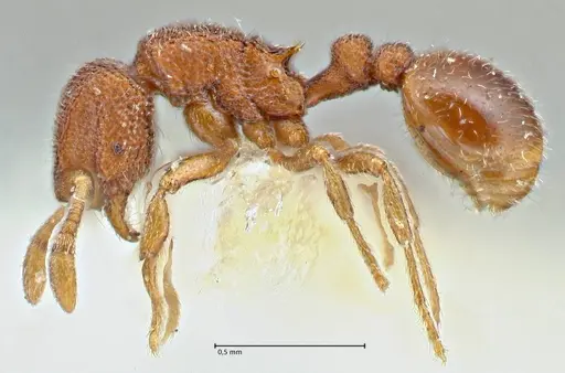 Rostromyrmex pasohensis specimen FOCOL2981 image focol2981_3