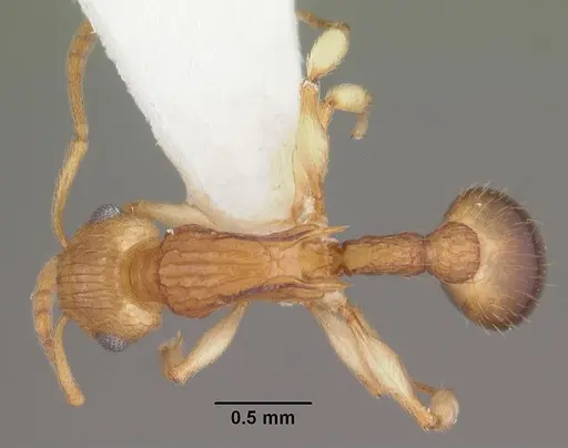 Rotastruma recava specimen CASENT0010807 image casent0010807_1