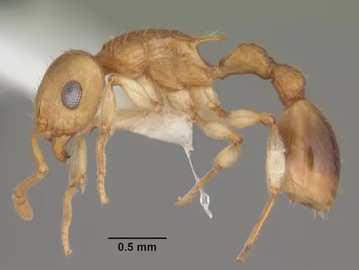 Rotastruma recava specimen CASENT0010807 image casent0010807_3