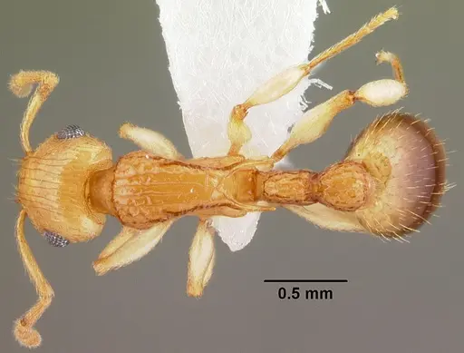 Rotastruma recava specimen CASENT0010808 image casent0010808_1