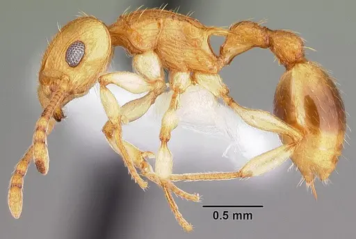 Rotastruma recava specimen CASENT0010808 image casent0010808_3