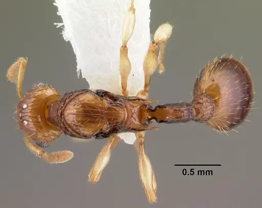 Rotastruma recava specimen CASENT0010926 image casent0010926_1