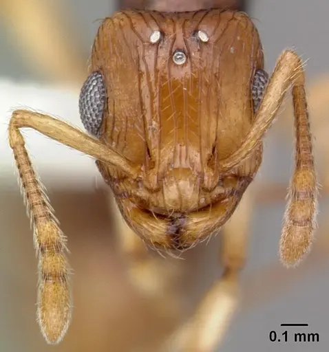 Rotastruma recava specimen CASENT0010926 image casent0010926_2