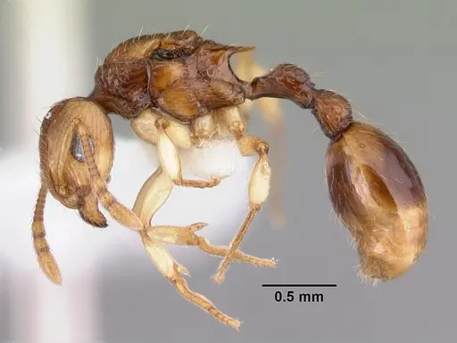 Rotastruma recava specimen CASENT0010926 image casent0010926_3