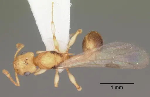 Rotastruma recava specimen CASENT0010927 image casent0010927_1