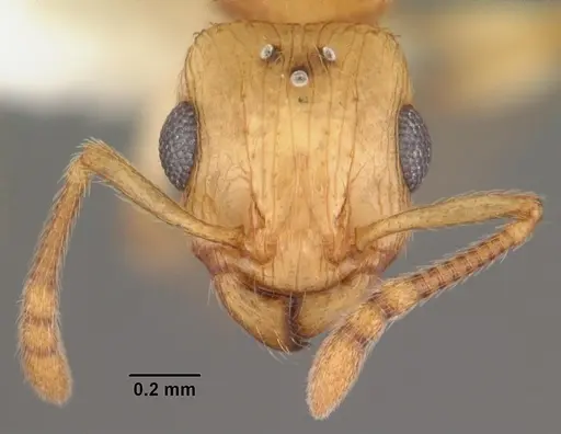 Rotastruma recava specimen CASENT0010927 image casent0010927_2