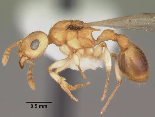 Rotastruma recava specimen CASENT0010927 image casent0010927_3