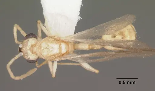 Rotastruma recava specimen CASENT0010928 image casent0010928_1
