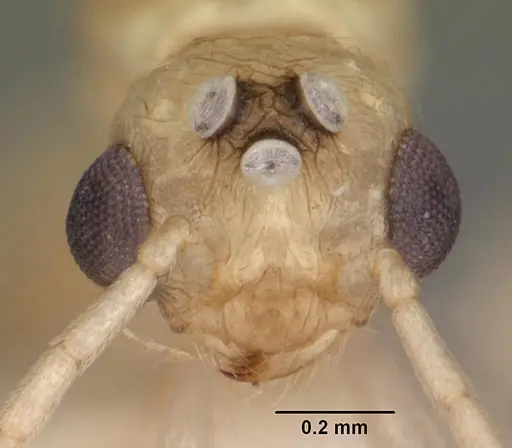Rotastruma recava specimen CASENT0010928 image casent0010928_2