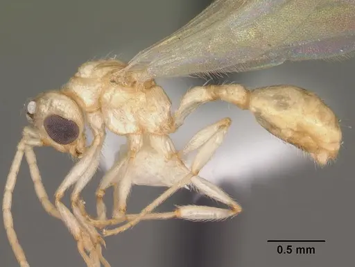 Rotastruma recava specimen CASENT0010928 image casent0010928_3