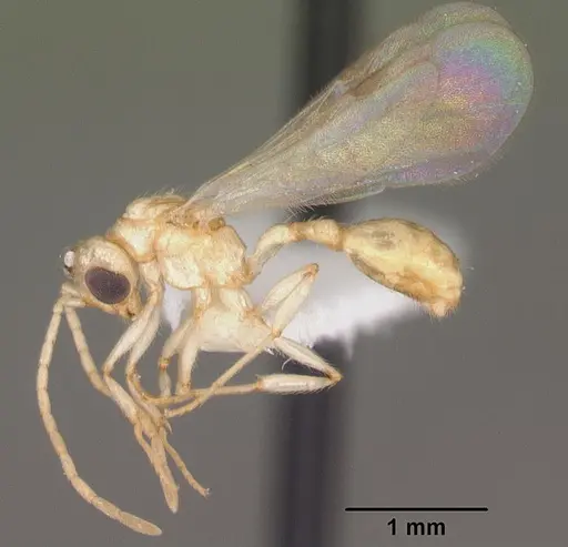Rotastruma recava specimen CASENT0010928 image casent0010928_4
