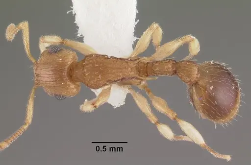 Rotastruma recava specimen CASENT0102499 image casent0102499_1