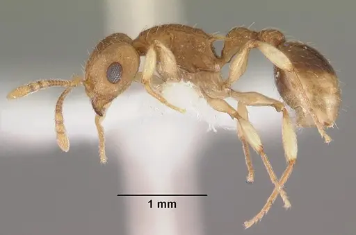 Rotastruma recava specimen CASENT0102499 image casent0102499_3