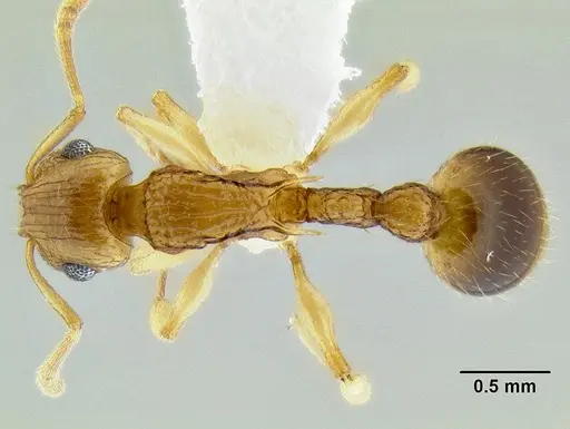 Rotastruma recava specimen CASENT0106250 image casent0106250_1