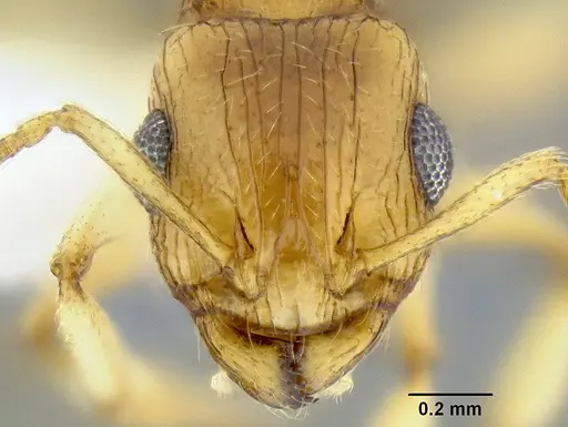 Rotastruma recava specimen CASENT0106250 image casent0106250_2