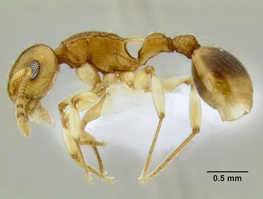Rotastruma recava specimen CASENT0106250 image casent0106250_3