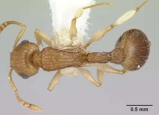 Rotastruma recava specimen CASENT0178523 image casent0178523_1