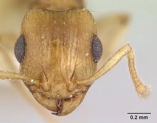 Rotastruma recava specimen CASENT0178523 image casent0178523_2