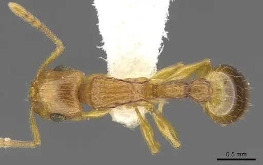 Rotastruma recava specimen CASENT0901995 image casent0901995_1