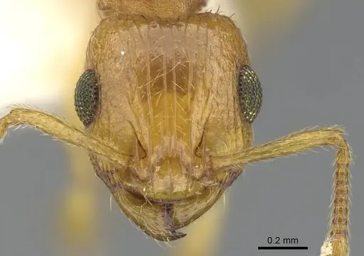 Rotastruma recava specimen CASENT0901995 image casent0901995_2