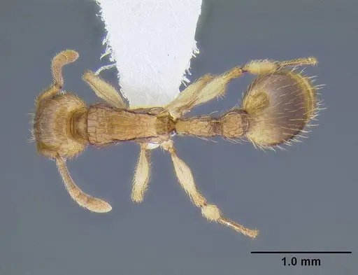 Rotastruma stenoceps specimen CASENT0106285 image casent0106285_1