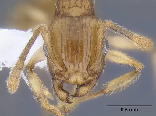 Rotastruma stenoceps specimen CASENT0106285 image casent0106285_2