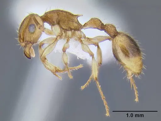 Rotastruma stenoceps specimen CASENT0106285 image casent0106285_3
