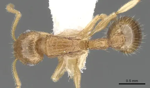 Rotastruma stenoceps specimen CASENT0901994 image casent0901994_1