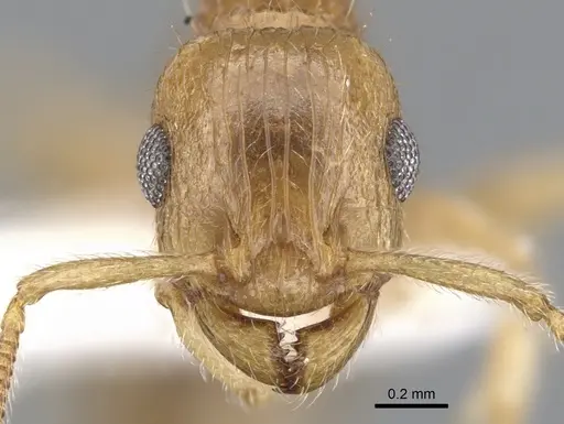 Rotastruma stenoceps specimen CASENT0901994 image casent0901994_2