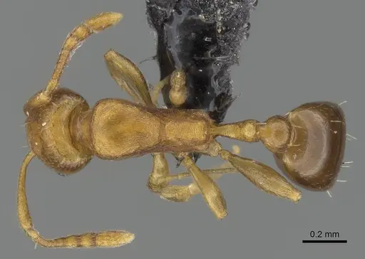 Royidris admixta specimen CASENT0017121 image casent0017121_1