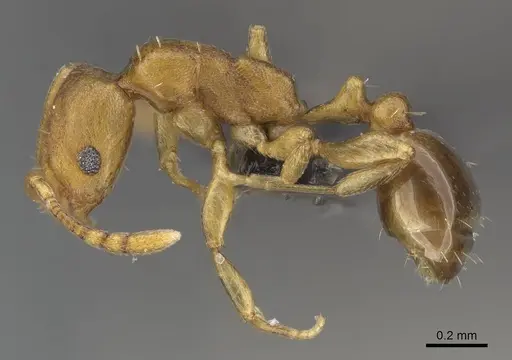 Royidris admixta specimen CASENT0017121 image casent0017121_3