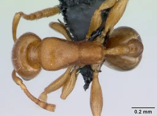 Royidris admixta specimen CASENT0079358 image casent0079358_1