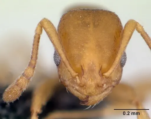 Royidris admixta specimen CASENT0079358 image casent0079358_2