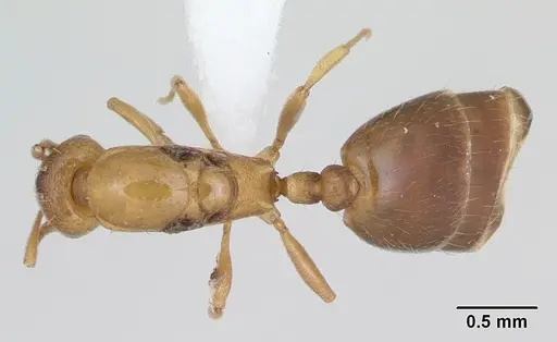 Royidris admixta specimen CASENT0173585 image casent0173585_1