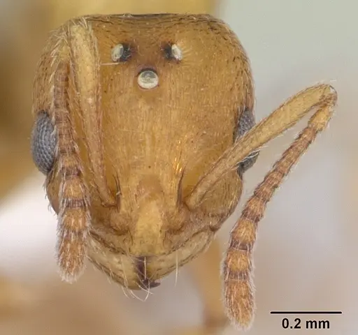 Royidris admixta specimen CASENT0173585 image casent0173585_2